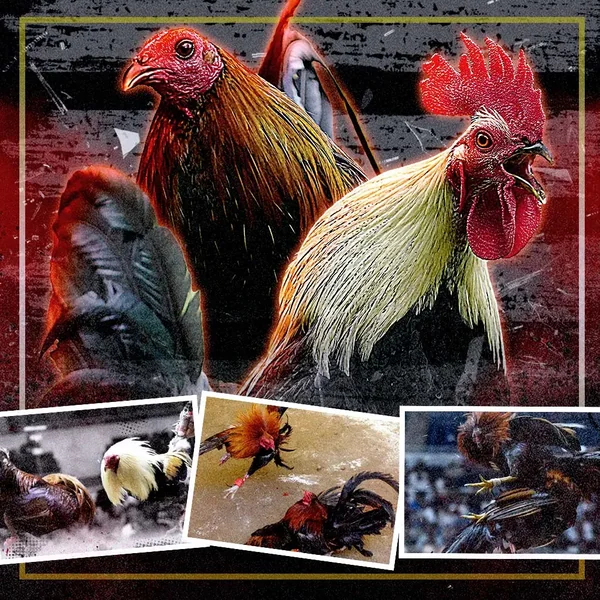 nustar featured image for online sabong page